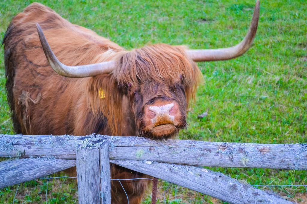 Camping & Glamping Jezersko Ex Cvet Gora Extérieur photo