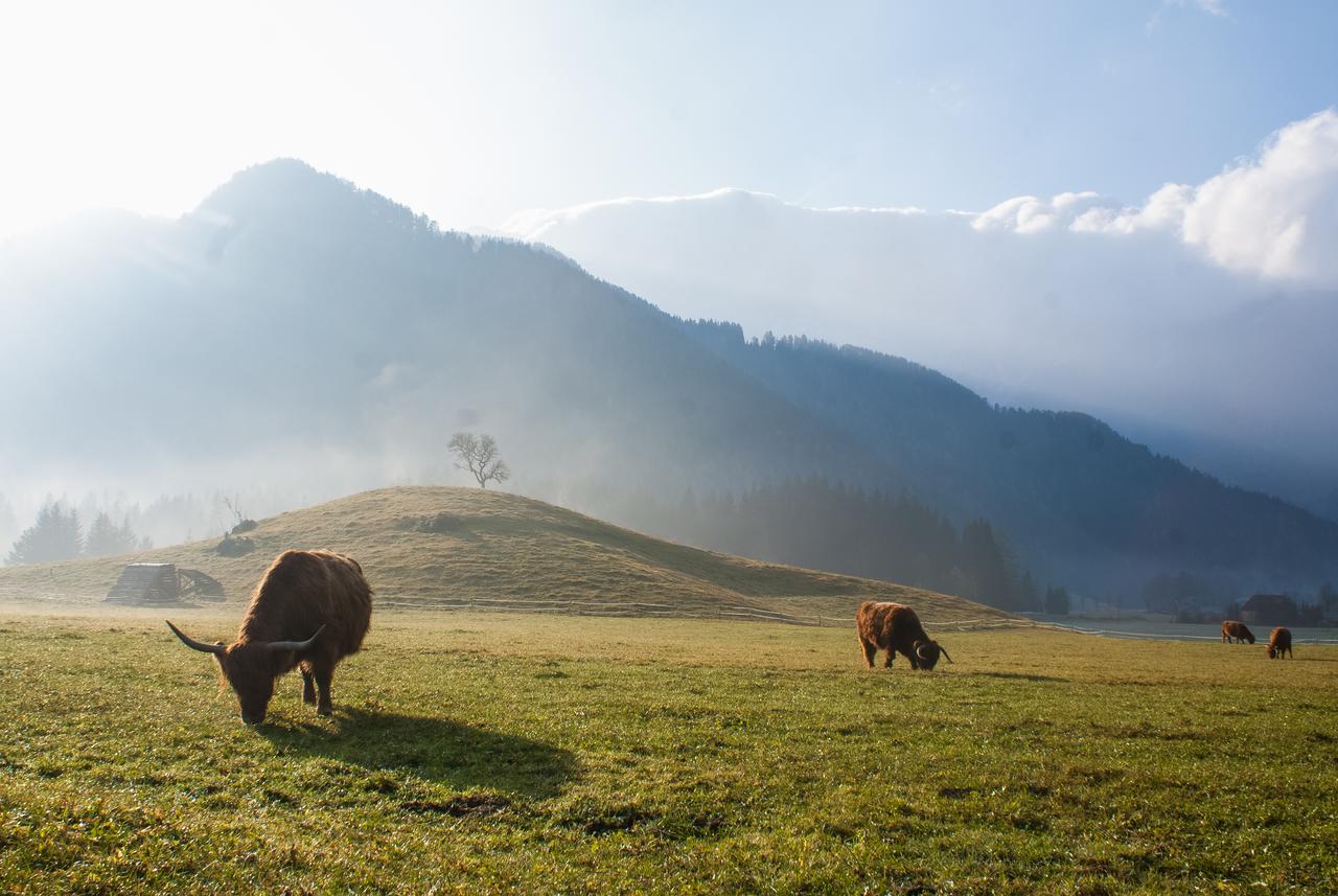 Camping & Glamping Jezersko Ex Cvet Gora Extérieur photo